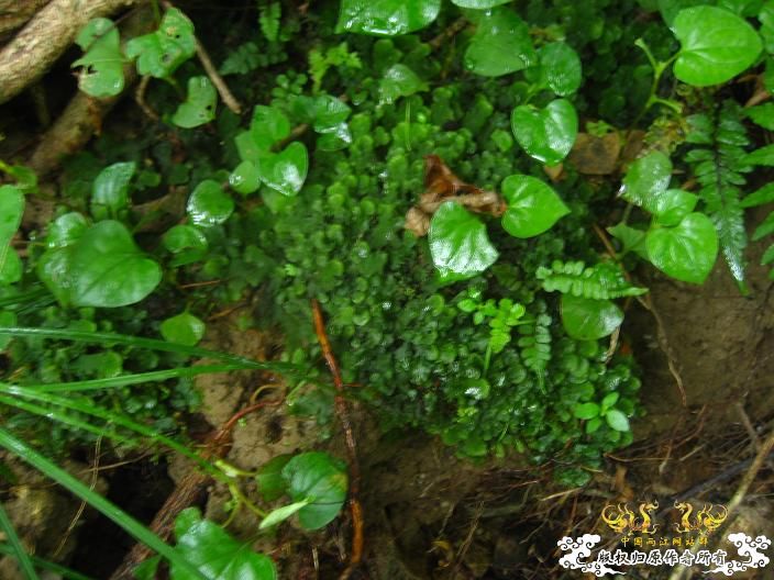 源淓峡谷探寻----------媚水