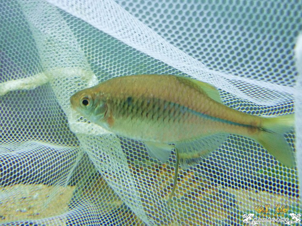 革条副鱊一家，及它们的生活环境