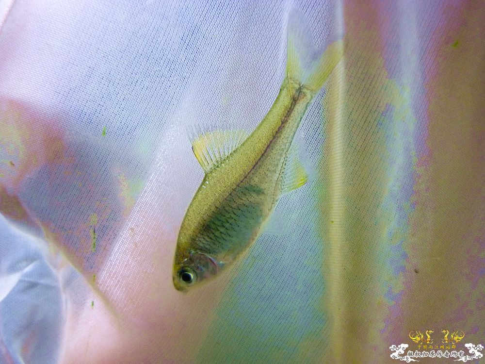 革条副鱊一家，及它们的生活环境