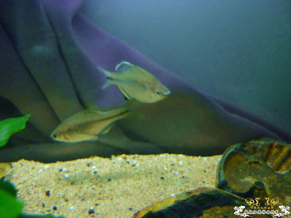 革条副鱊一家，及它们的生活环境