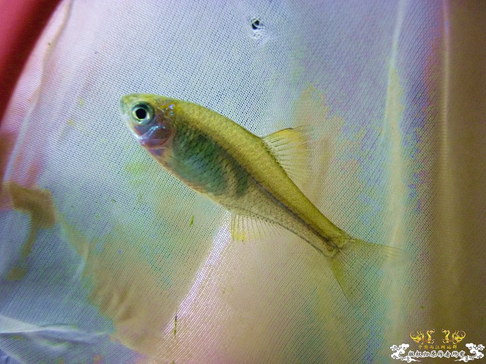 革条副鱊一家，及它们的生活环境