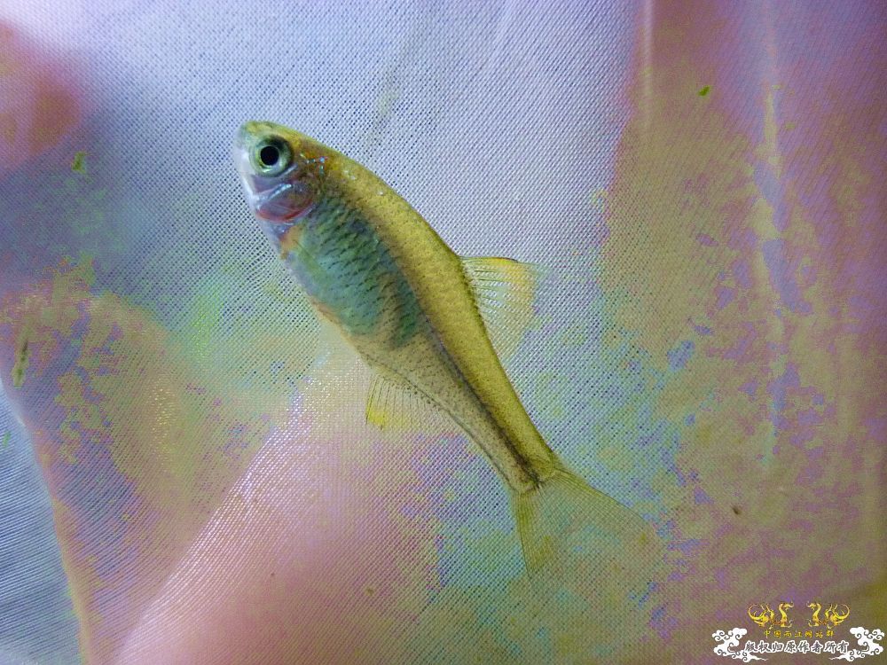 革条副鱊一家，及它们的生活环境