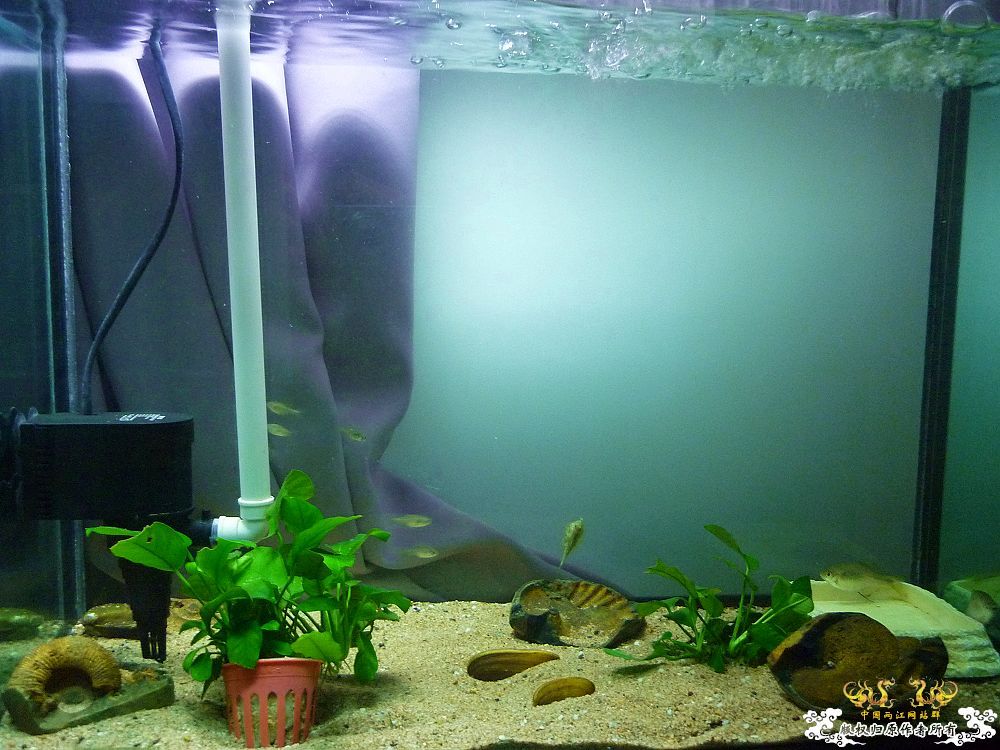 革条副鱊一家，及它们的生活环境