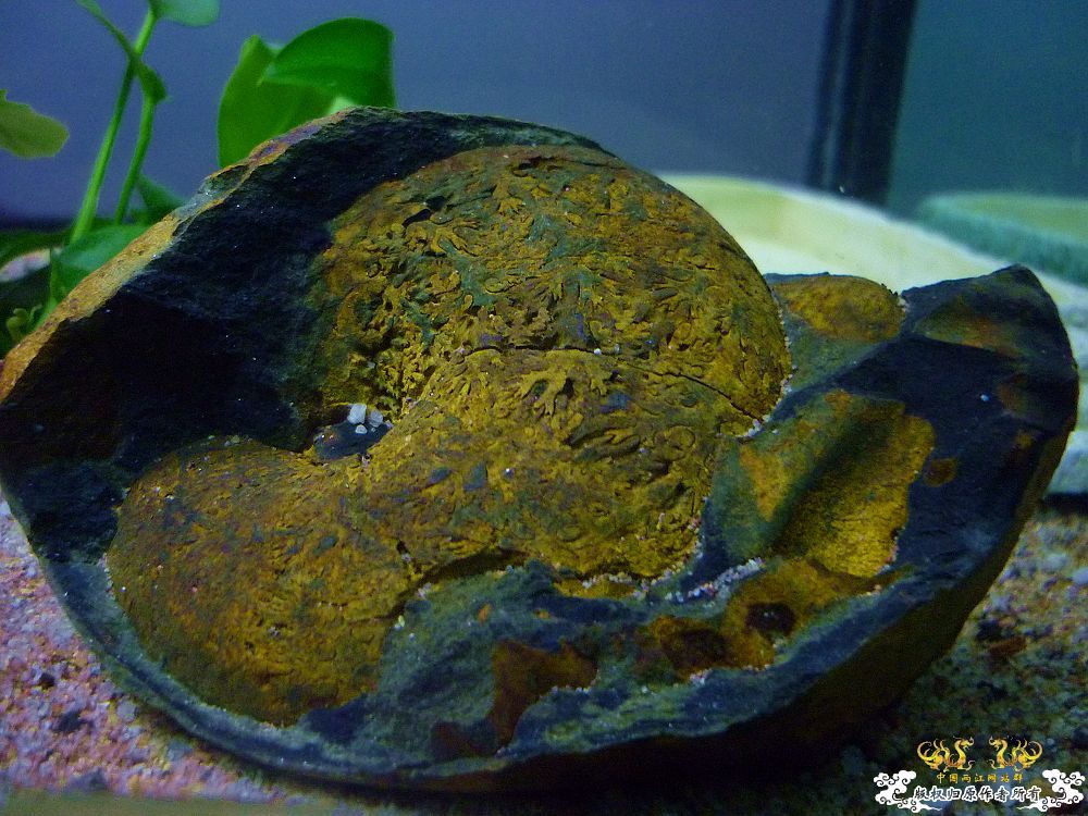 革条副鱊一家，及它们的生活环境