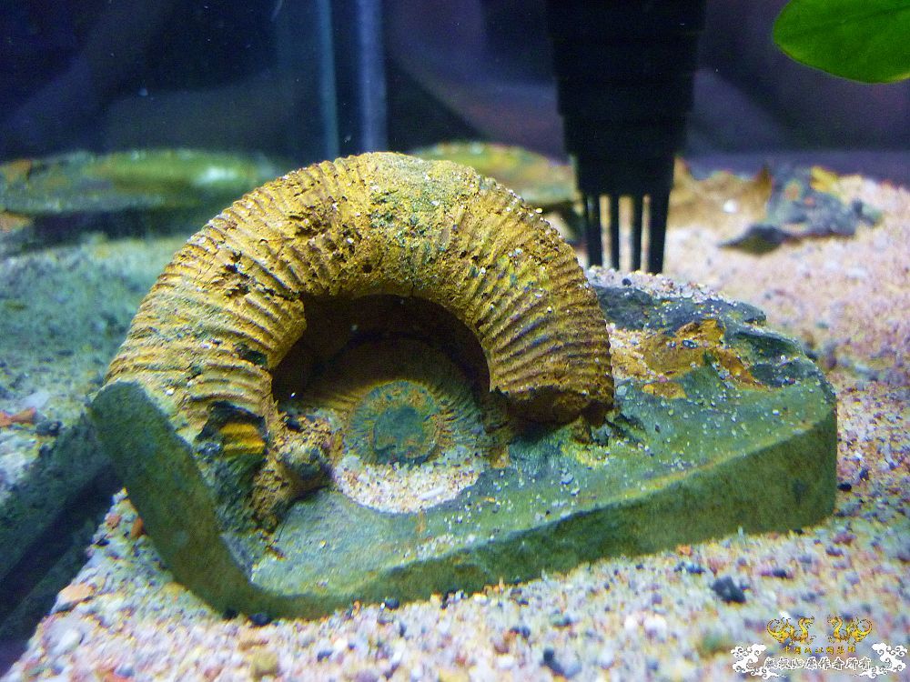 革条副鱊一家，及它们的生活环境