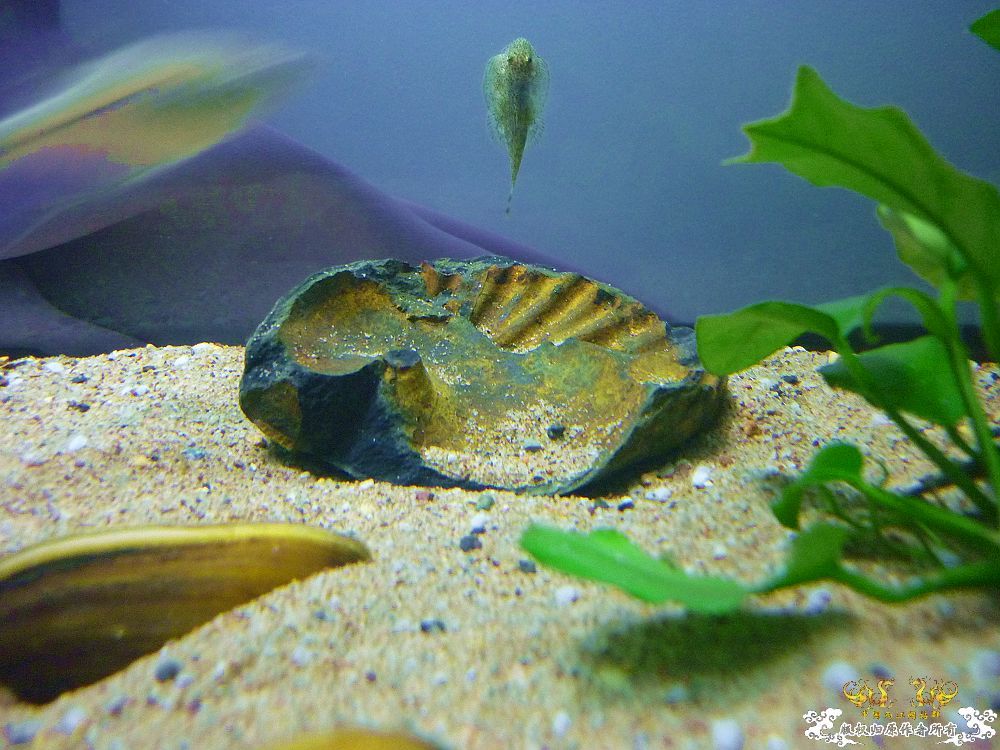 革条副鱊一家，及它们的生活环境