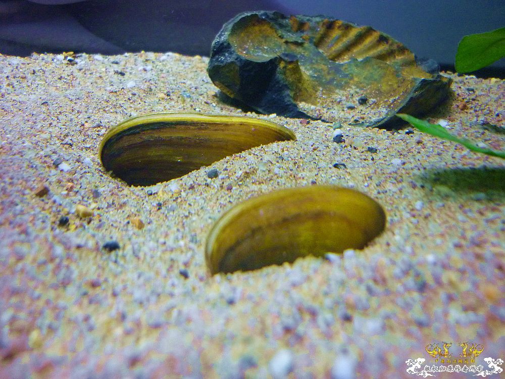 革条副鱊一家，及它们的生活环境