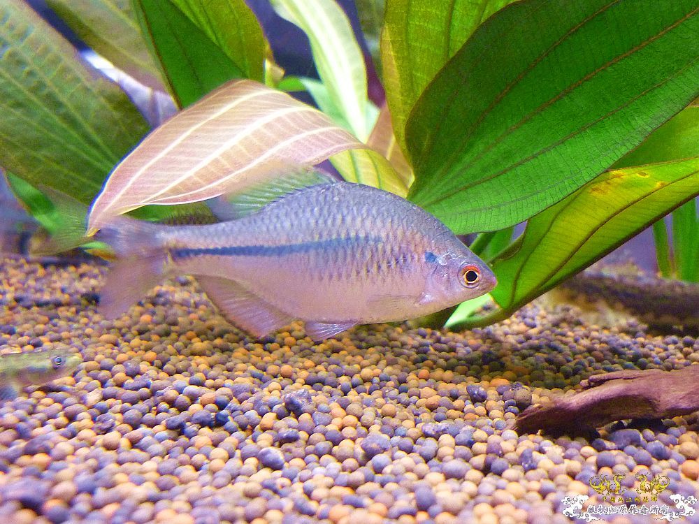 革条副鱊一家，及它们的生活环境