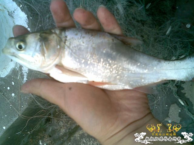 刺网！！！！！！