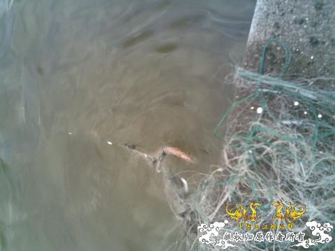 刺网！！！！！！