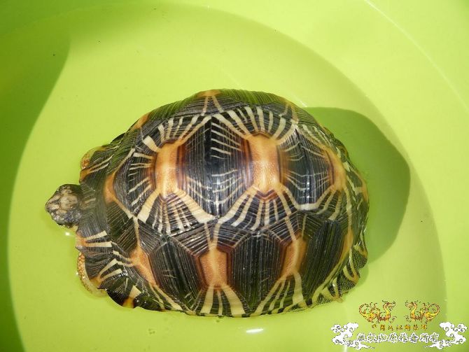 几个杂龟