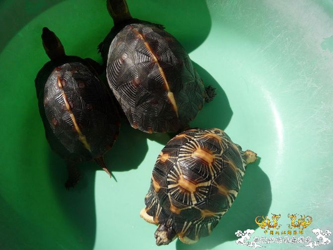 几个杂龟