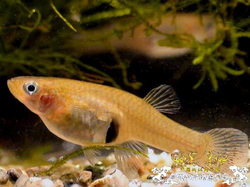 盘点八种能识数的动物 食蚊鱼计算依靠比率