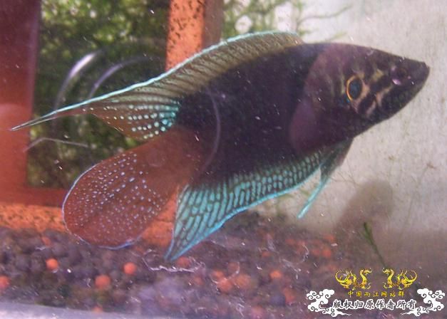 培养中的圆(6月27日增加新图2P)