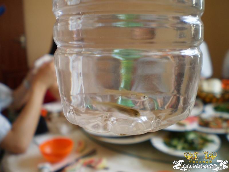 河南云台山野采小鱼求各位帮认