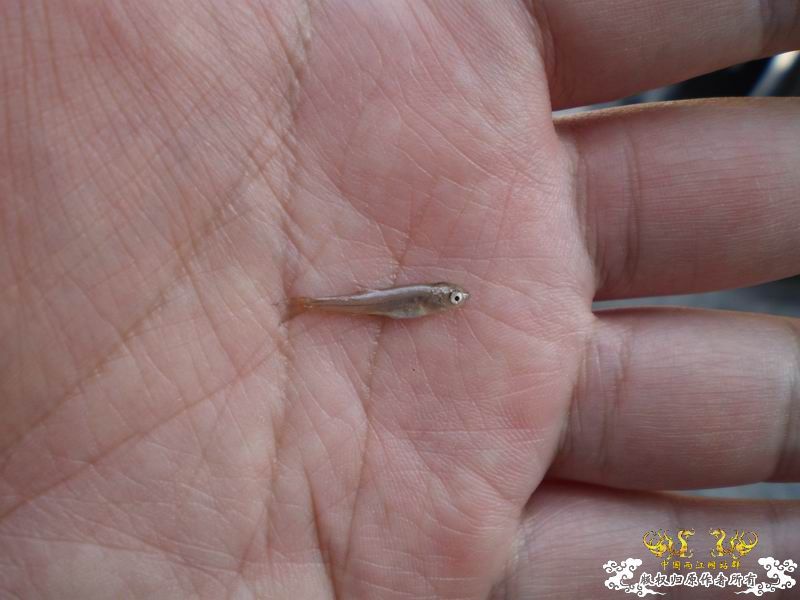 河南云台山野采小鱼求认