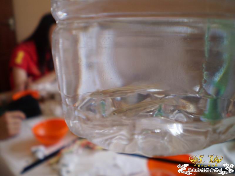 河南云台山野采小鱼求认2