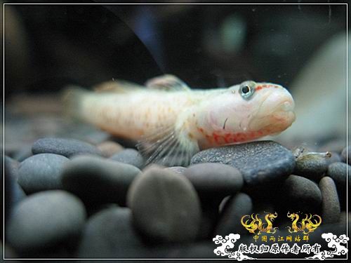 [原创]【枯木乱石缸】