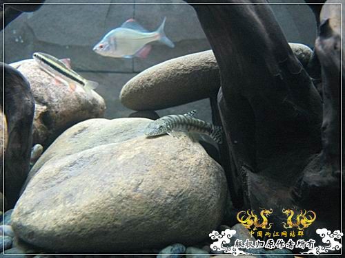 [原创]【枯木乱石缸】