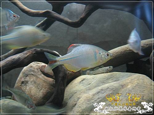 [原创]【枯木乱石缸】