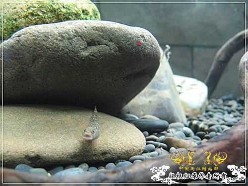 [原创]【枯木乱石缸】