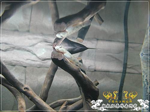 [原创]【枯木乱石缸】