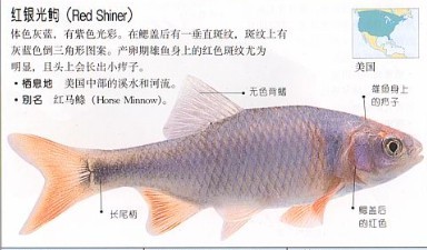 认鱼，不认识，觉得是旁皮就买下了`