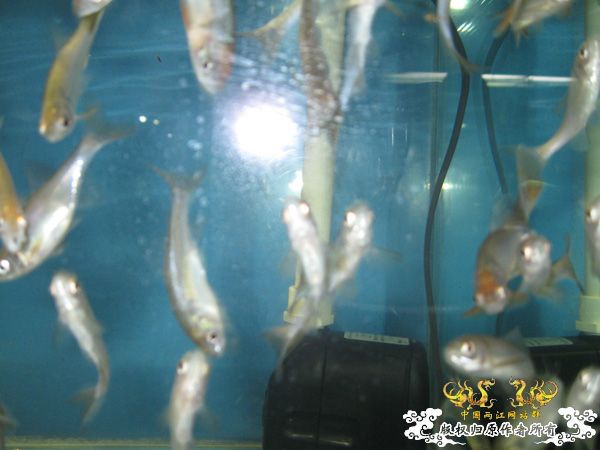 认鱼，不认识，觉得是旁皮就买下了`
