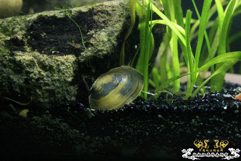 只造流，无过滤蚌缸