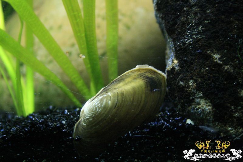 只造流，无过滤蚌缸