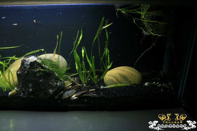 只造流，无过滤蚌缸