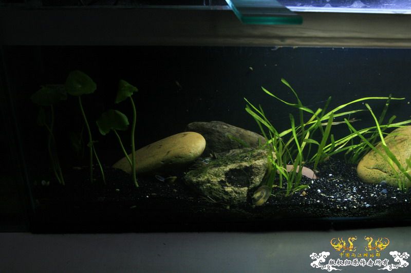 只造流，无过滤蚌缸