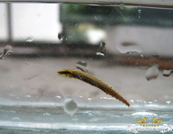 刺鳅苗也是杀手啊~