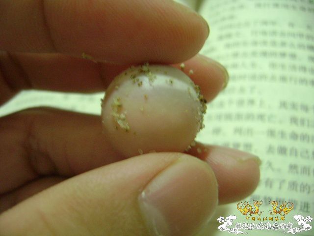 鳖蛋满月
