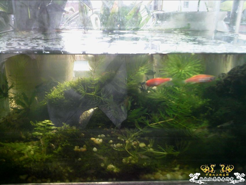 阳台上的小缸及碗莲 阳台上的小缸及碗莲