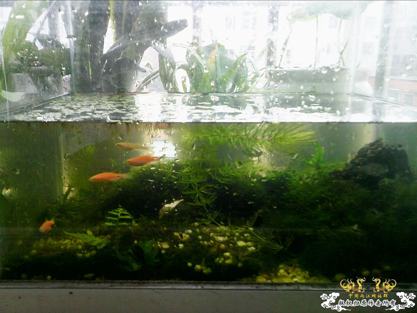 阳台上的小缸及碗莲 阳台上的小缸及碗莲