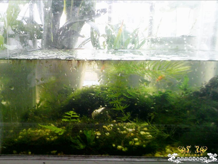 阳台上的小缸及碗莲 阳台上的小缸及碗莲