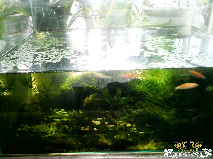 阳台上的小缸及碗莲 阳台上的小缸及碗莲