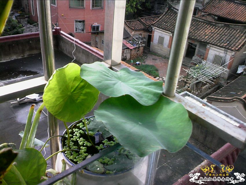 阳台上的小缸及碗莲 阳台上的小缸及碗莲