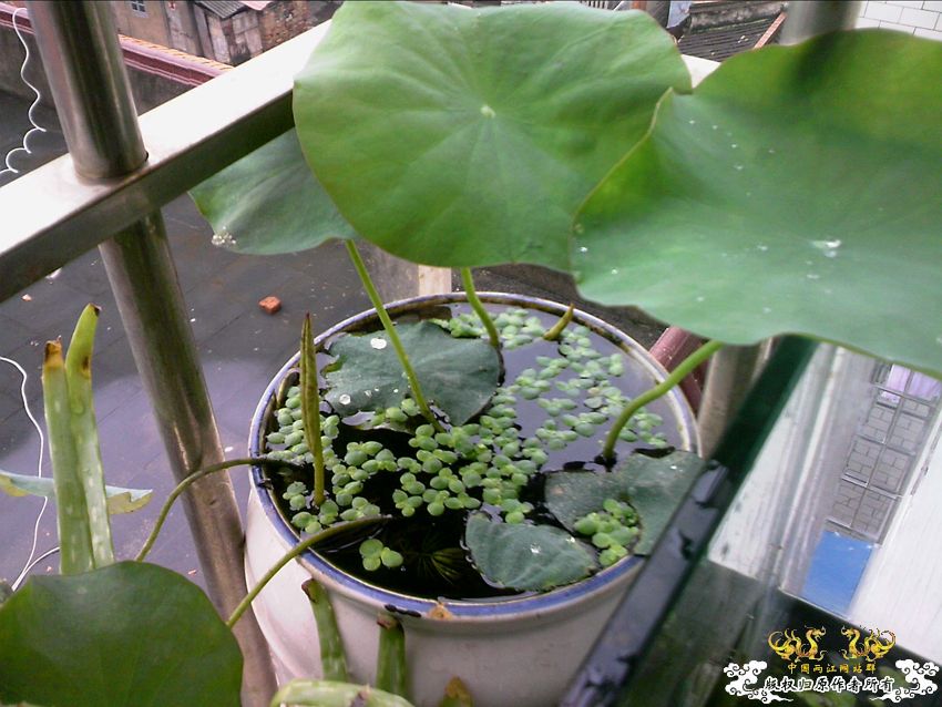 阳台上的小缸及碗莲 阳台上的小缸及碗莲