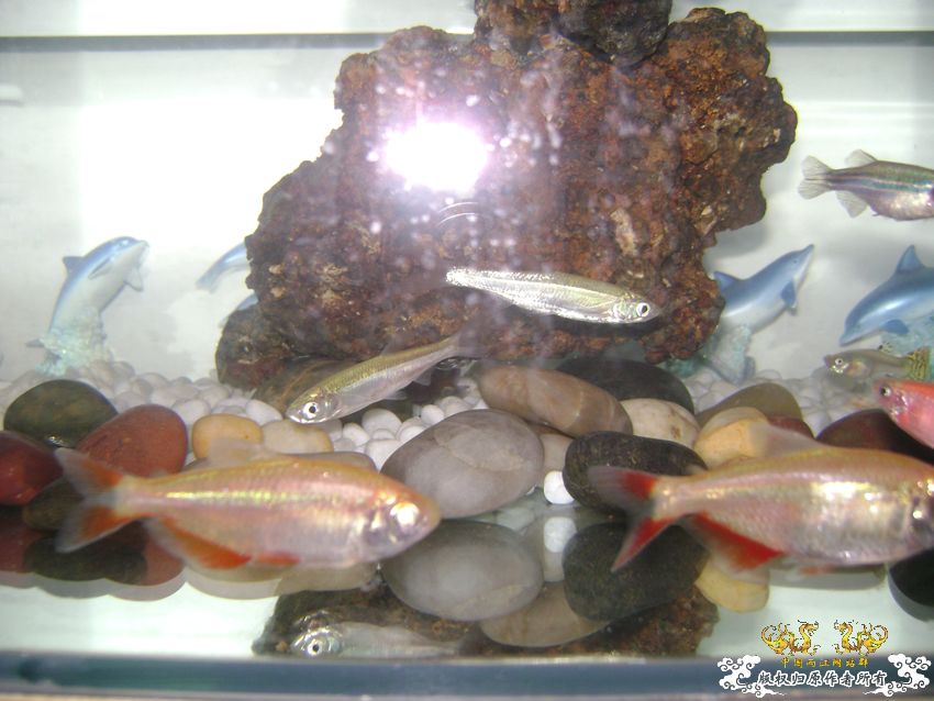 阳台上的小缸及碗莲 阳台上的小缸及碗莲