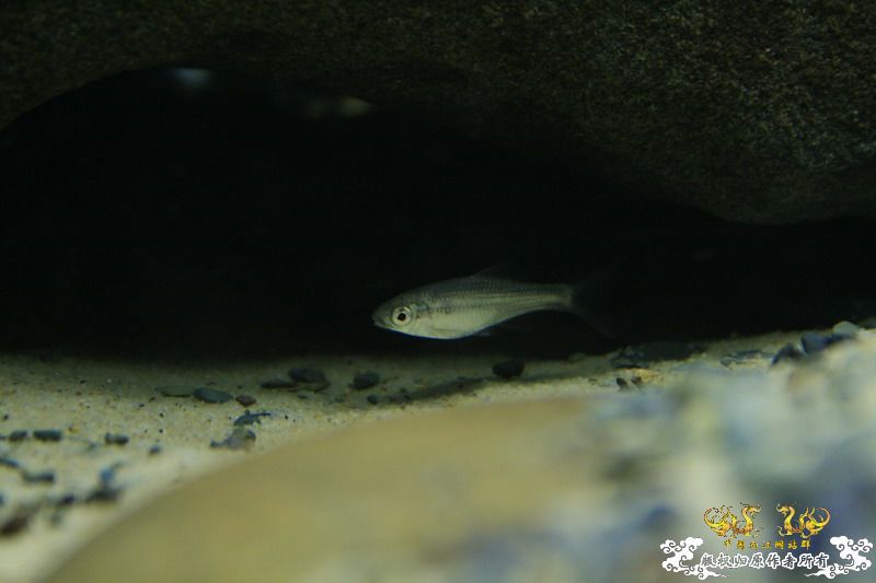 鳑鮍缸局部