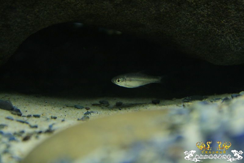 鳑鮍缸局部
