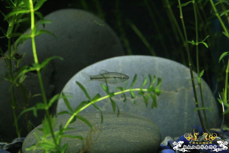鳑鮍缸局部