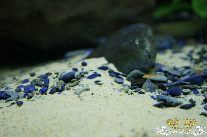 鳑鮍缸局部