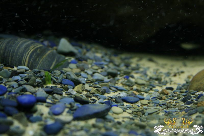 鳑鮍缸局部