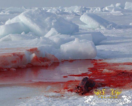 加拿大开展猎杀海豹活动 决定捕28万只