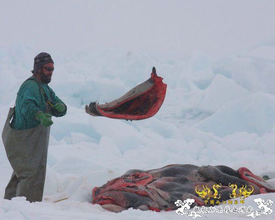 加拿大开展猎杀海豹活动 决定捕28万只