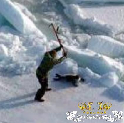 加拿大开展猎杀海豹活动 决定捕28万只