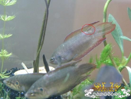 有个问题啊，希望大家能指点一下